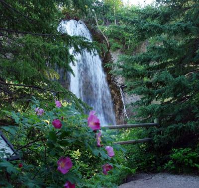 Canyon Falls Roses