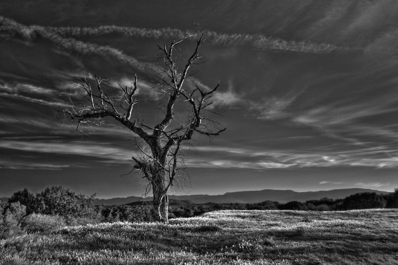 Boyton Valley Tree   #8102_4_3_B&W  See image in color - previous