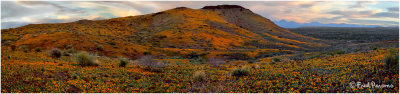_MG_032_35_38_41 Profusion of Poppies Pano