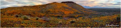 Poppies of Arizona