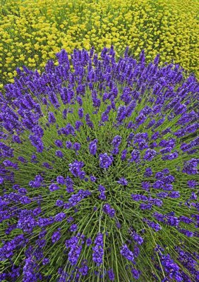 _MG_6718 Lavender Fireworks