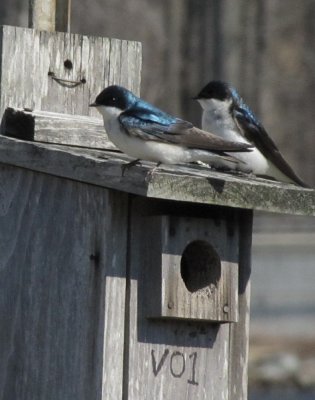 tree swallow pair