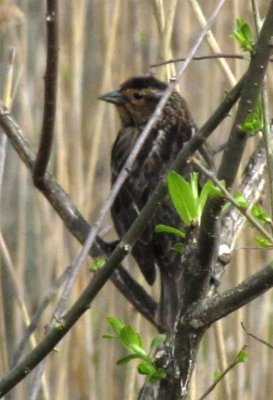 female r-w blackbird.