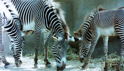 Zebras at San Diego Zoo.jpg