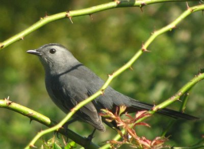 gray catbird