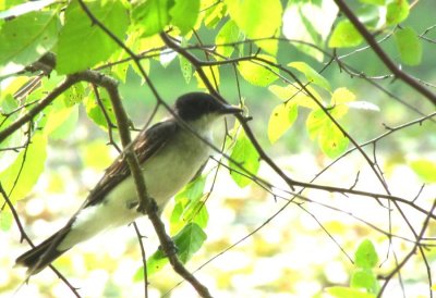 Gr-crested flycatcher - imm (i think)