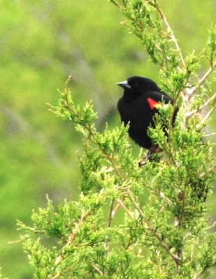 red-winged blackbird - male