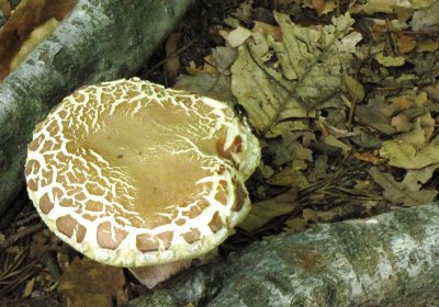 fungus 120.JPG
