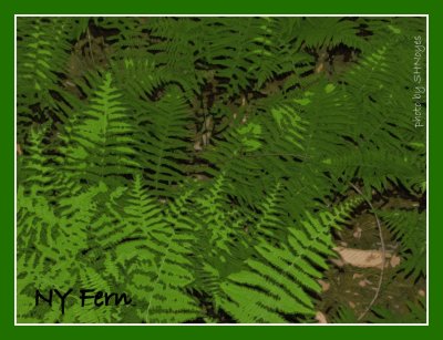 ny fern.JPG