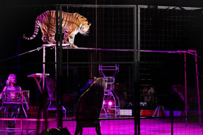Circus-4288.jpg