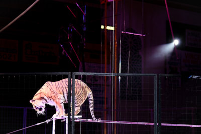 Circus-4307.jpg