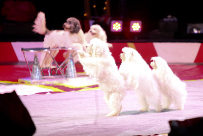 Circus-4376.jpg