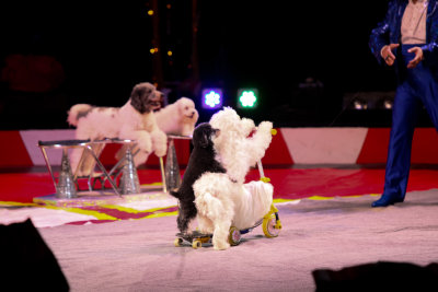 Circus-4378.jpg