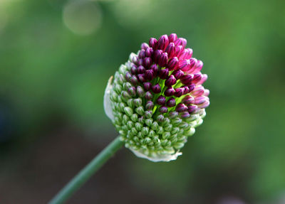 Flowers 2006