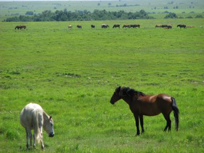 Mustangs near Grenola Kansas