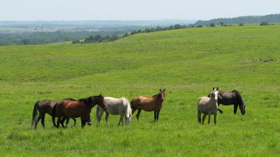 Mustangs near Grenola Kansas