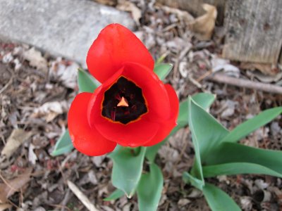 Tulip 3 6 12