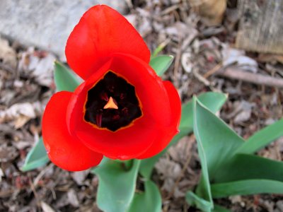 Tulip 36