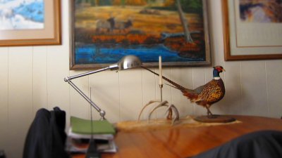 Pheasant in minature effect.