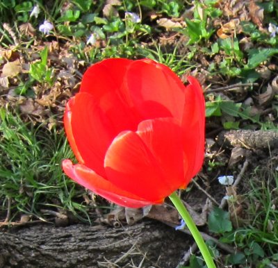 Tulip in the sun.