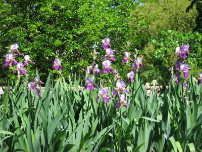 Island Park Iris 1