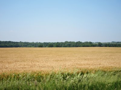 Almost harvest time.