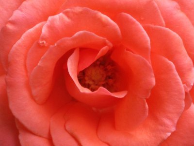 Lone Rose closeup