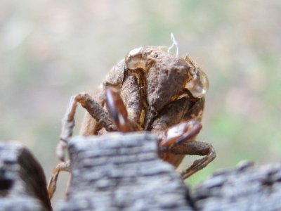 Cicada shell 1.