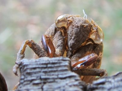 Cicada shell 2.