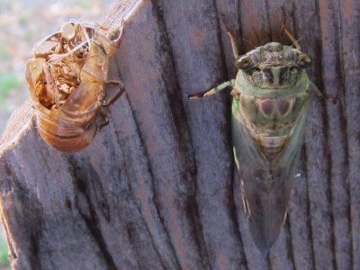 Cicadas