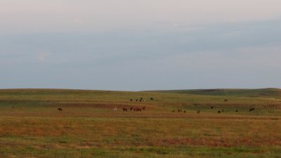 Prairie horses 8141.