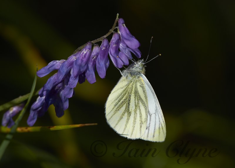 Green Veined White 01.jpg