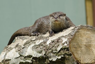 As Otter.jpg