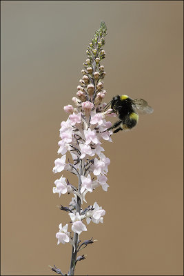 Bee on Flower.jpg