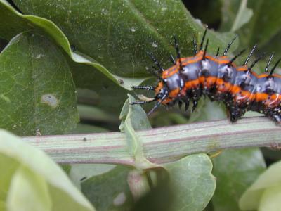 Gulf fritillary caterpillar