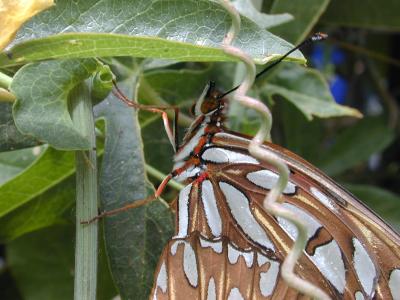 Gulf fritillary