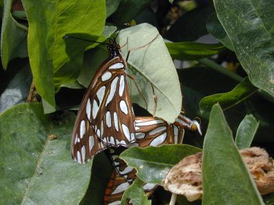 Gulf fritillary