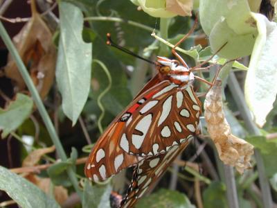 Gulf fritillary