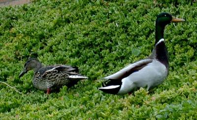 Mallards