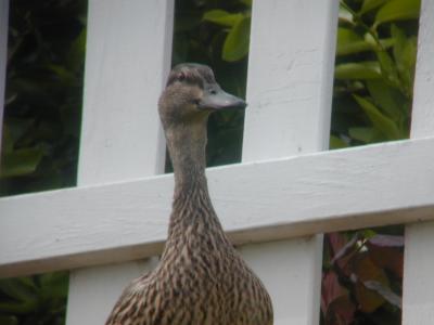 Mallard Hen