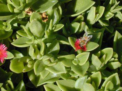 Aptenia cordifolia - Baby Sun Rose with Bee