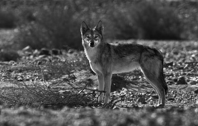 IMG_4762 - Gray Wolf