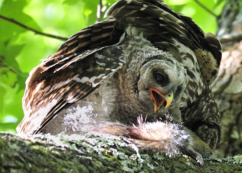 Feast for the Baby