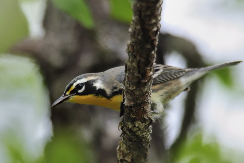 Yellow throated warbler