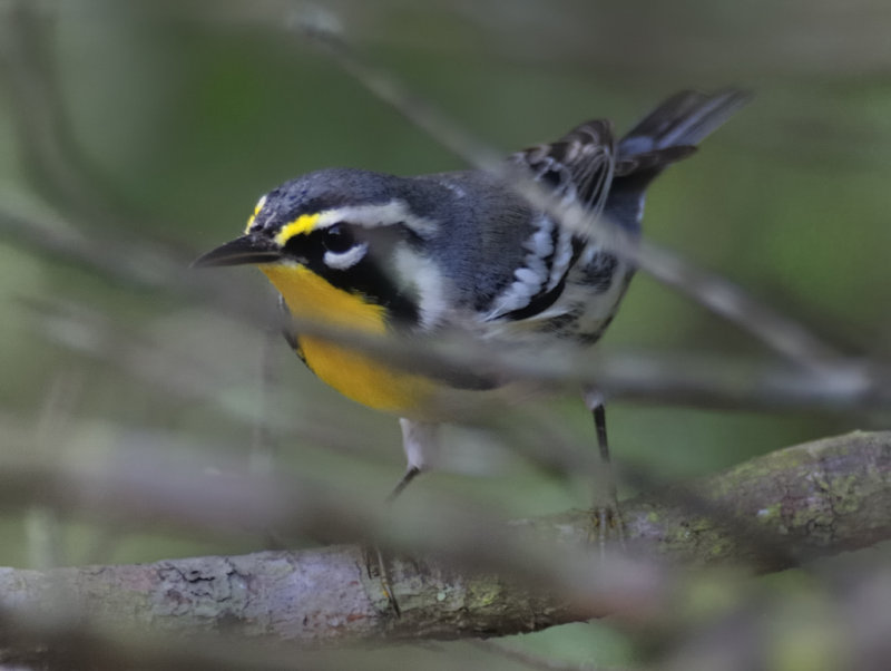 Yellow-throated Warbler
