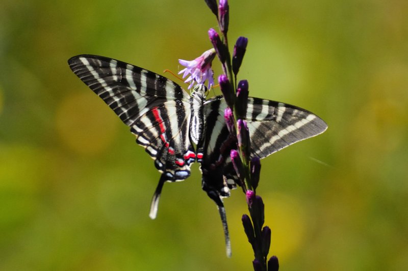 Zebra Swallowtail