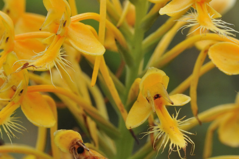 Orange Fringed Orchid