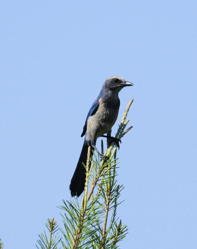 Florida Scrub Jay