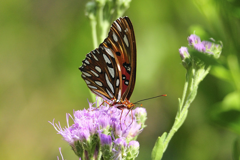 Gulf fritillary on a Florida Paint brush