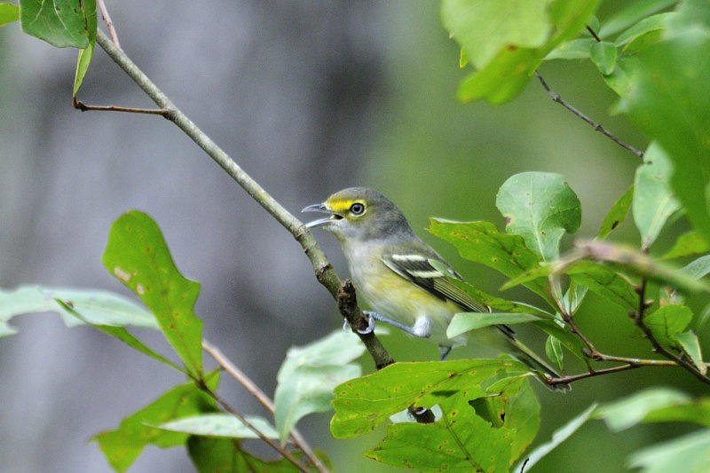 White-eyed vireo